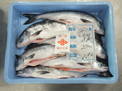 藤井水産 鮭匠ふじい 時しらず鮭 取り寄せ 通販 北海道グルメ