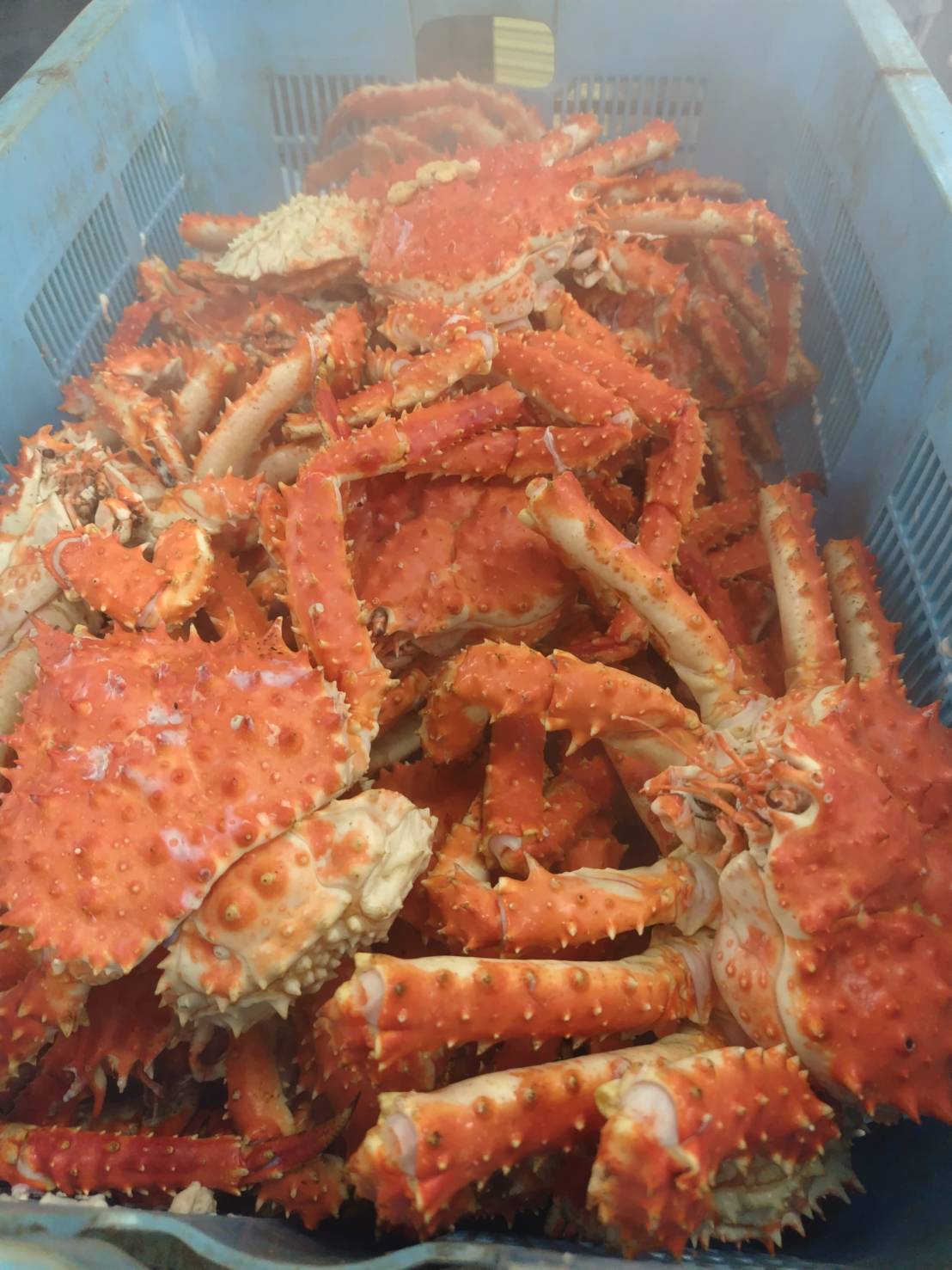 かに特集｜花咲がに・たらばがに・毛ガニ・ズワイガニ | 北海道直直送