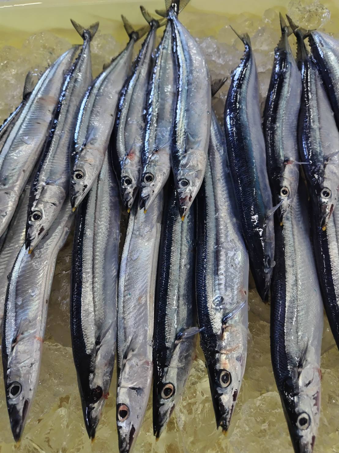北海道根室・花咲港で水揚げされたばかりの生さんま 20尾(約2kg/冷凍/送料込).