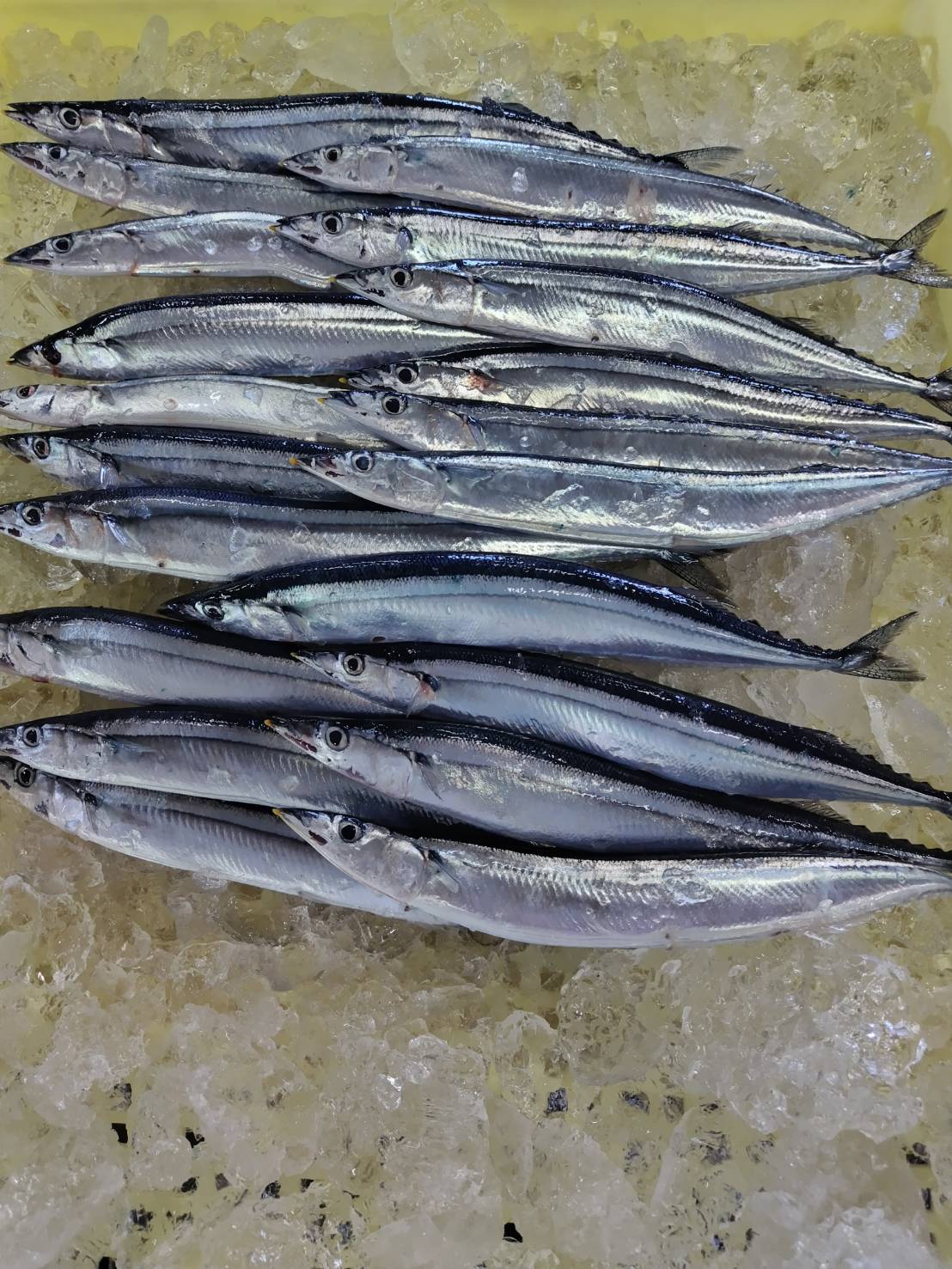 北海道根室・花咲港で水揚げされたばかりの生さんま 20尾(約2kg/冷凍/送料込).