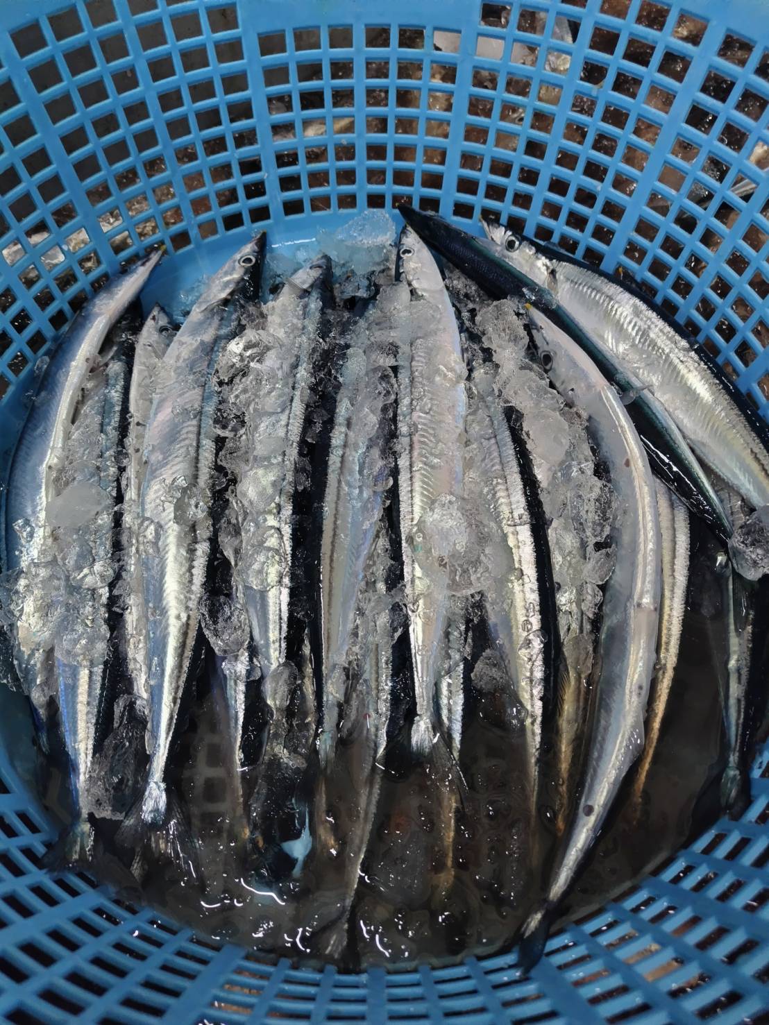 北海道根室・花咲港で水揚げされたばかりの生さんま 20尾(約2kg/冷凍/送料込).