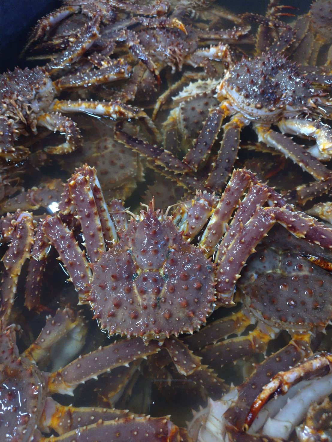 新鮮なタラバガニを買い付けました