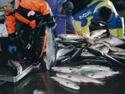 【新物】いくらの醤油漬