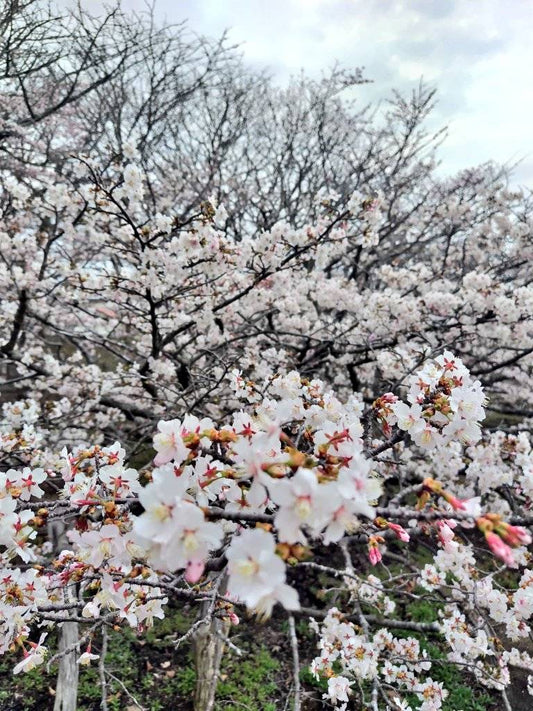 千島桜