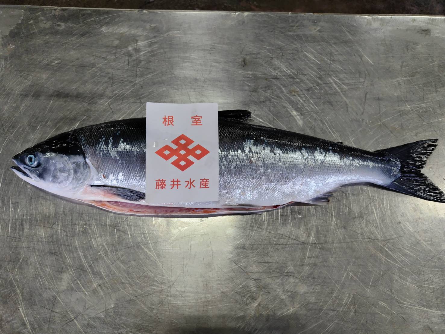 ガラスの鮭の置き物 紅鮭（2026年初物） | 根室花咲港で水揚げ | サケマス漁 – いくらと鮭