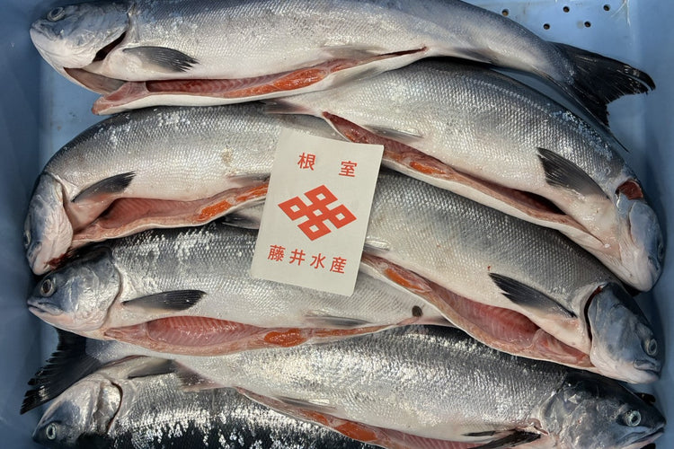 新物・時しらず鮭｜根室｜藤井水産・お取り寄せ
