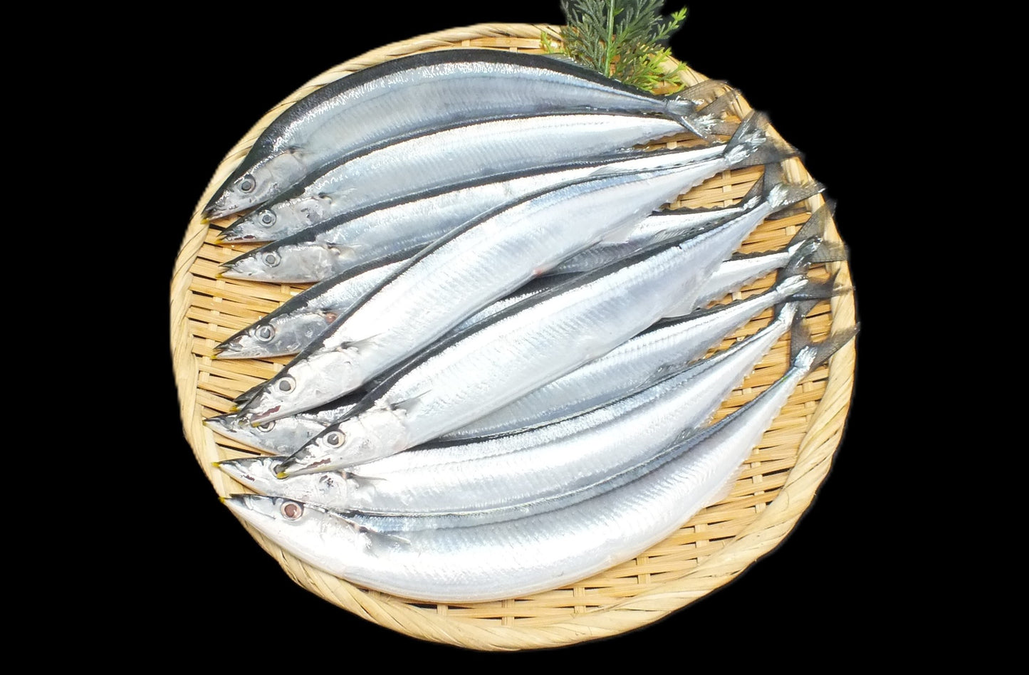 新物・根室花咲港で水揚げされたばかりの「特大さんま」 10尾（平均サイズ約160g以上／冷凍）