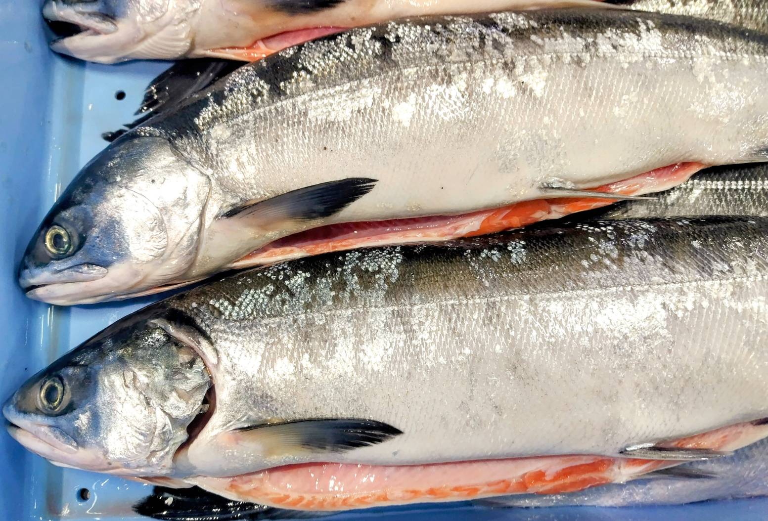 根室産時しらず鮭甘塩切身 新物 - 北海道直送 | 鮭匠ふじい – いくらと