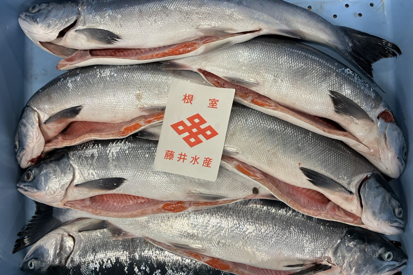 【2026新物】紅鮭中塩切身（1切）根室産 北海道直送