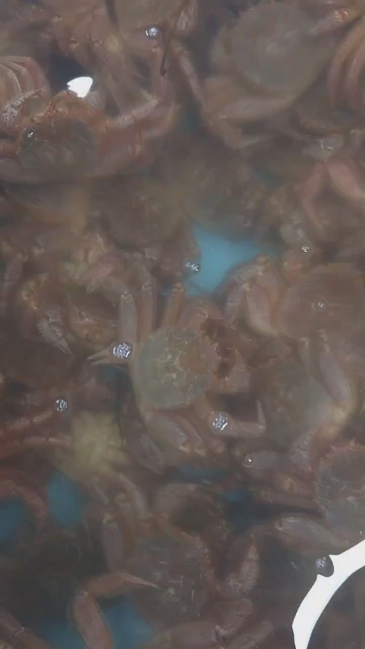 毛がに（北海道・根室産）